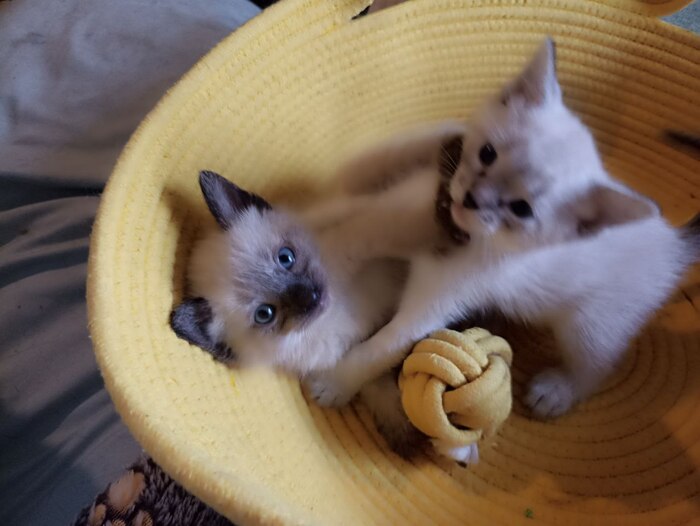 Разве можно подумать, что эти красавчики лежали на грязной помойке