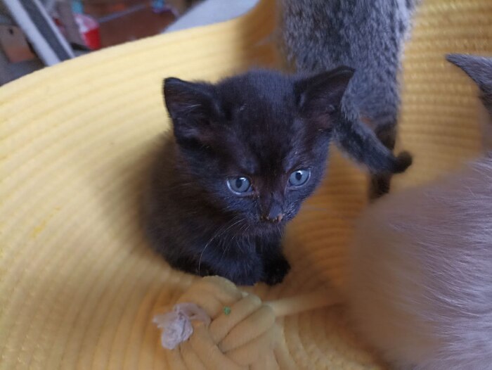 Ну вот... кончился паштетик(( в смысле не кончился? в смысле у меня на носу ещё полкило?!