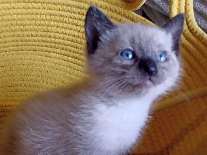 Я чувствую запах вкусняшек!