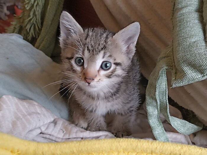 А чо? всё уже съели? простите, я только проснулся