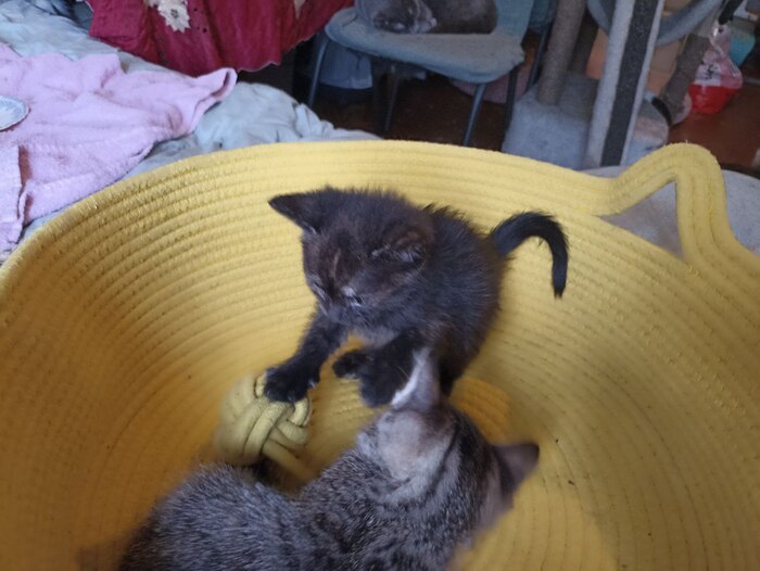 Мой клубочек! - нууу ладно, я посмотрю как ты играешь :3