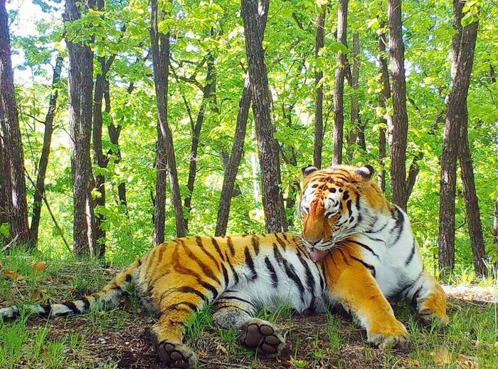 Создание «Земли больших кошек» позволит установить общую численность мировой популяции дальневосточного леопарда и местной группировки амурского тигра