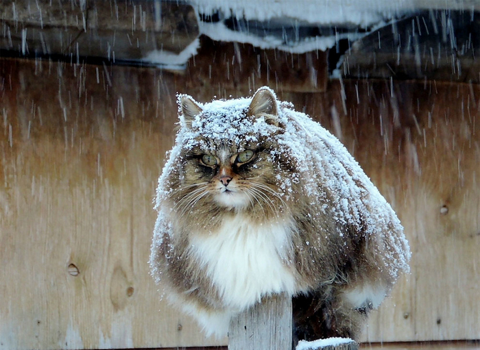 Ну допустим "Кар"