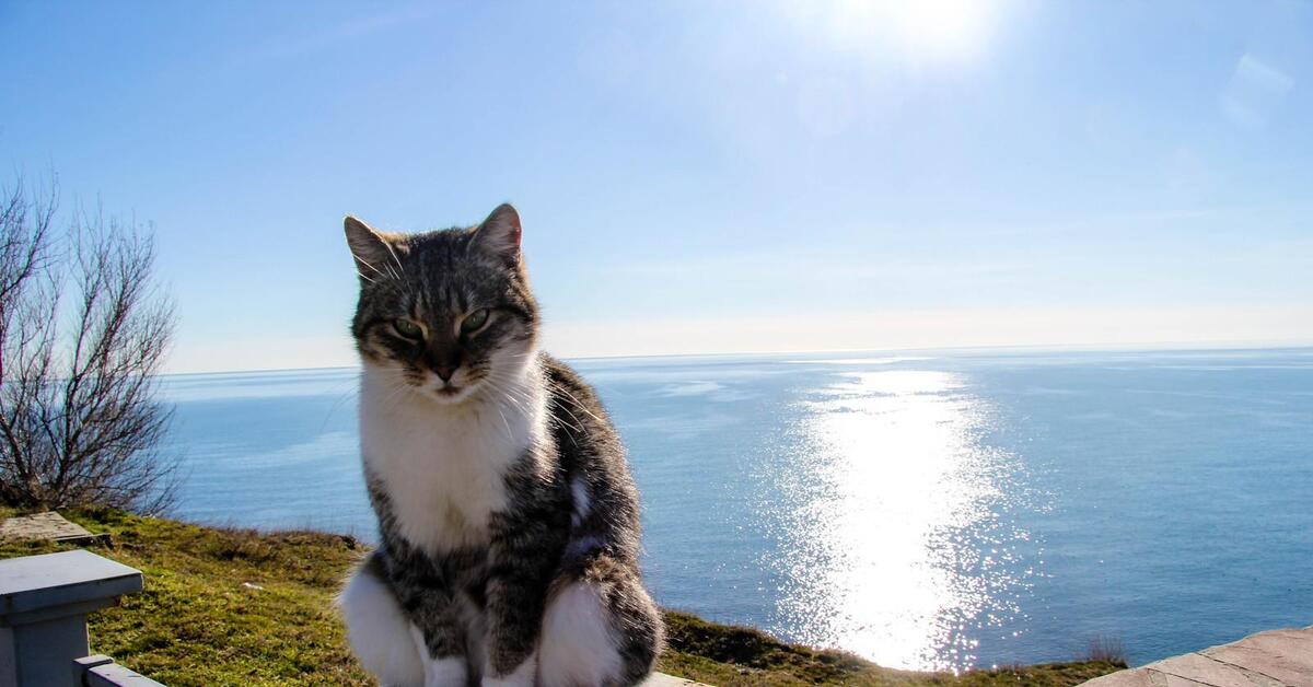Котик на море картинки