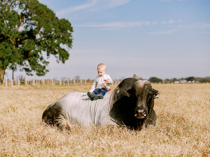 Несмотря на солидные габариты, брахманы неагрессивны, а наоборот, скромны и застенчивы.