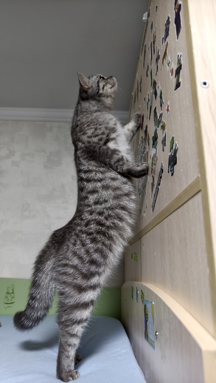 Ля какая колбаса