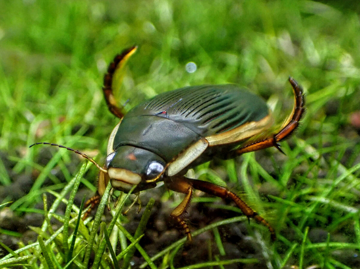 Радуйся, что ты достаточно большой, человек.