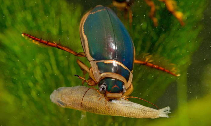 — Ганс, неси огнемет! — Но оно под водой! — *убегает*