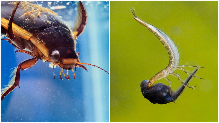 Сразу видно, весь в родителей!