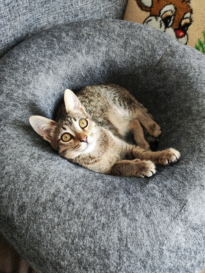 ������� ������ ��������