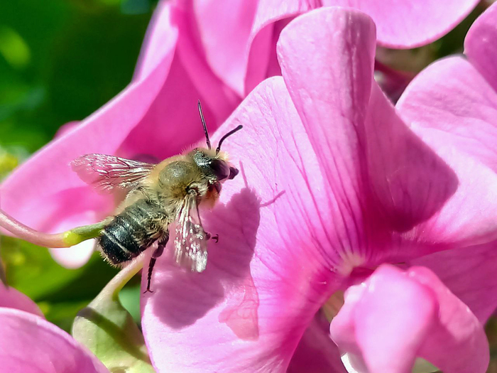 Пчёлка на цветке душистого горошка