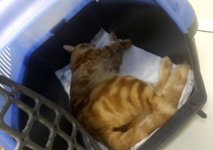 ������� ����� ���� ����� ��������