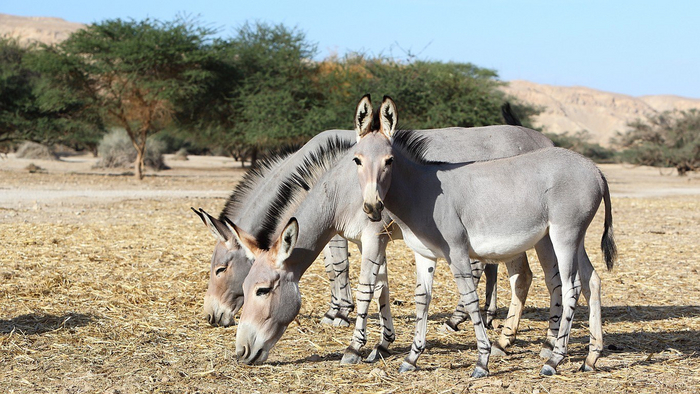 Никакой благодарности от потомков за то, что те теперь живут на зелёных пастбищах и едят свежую травку!
