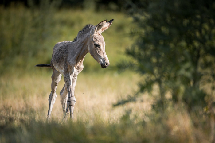 Важно учесть, что кроме исконно диких ослов существуют одичавшие. Те, что сбежали с хозяйств и больше не прибились к человеку. Такие популяции существуют повсеместно.