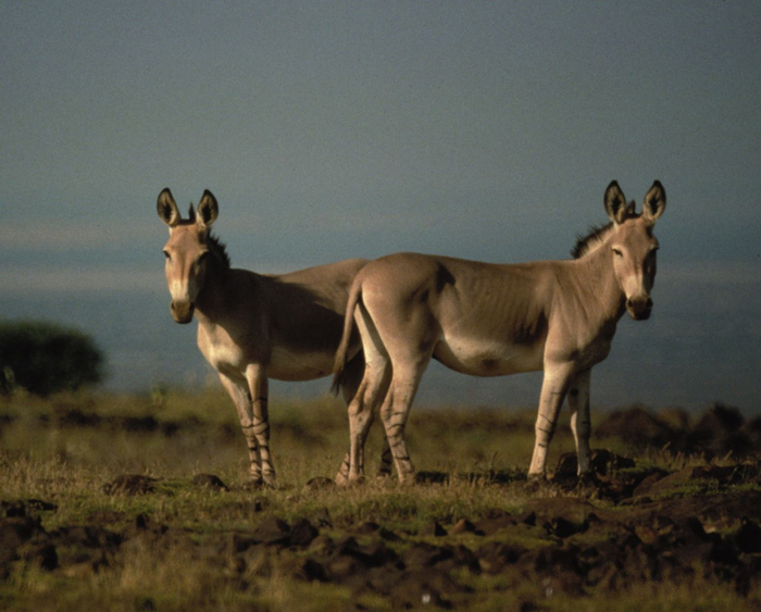 Когда вместе прошли огонь, воду и медные трубы. Точнее, голод, жажду и адское пекло.