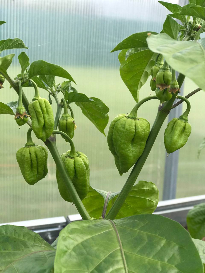 Trinidad Scorpion Moruga Yellow