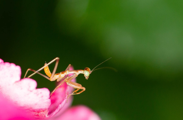 богомол малютка (только вылупился )