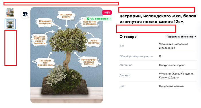 Декоративное дерево с листоватым лишайником цетрария (исландский мох).