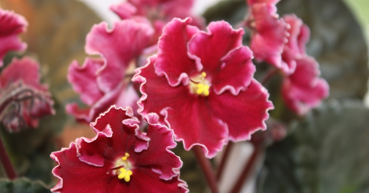 Сортовая фиалка Arcturus (Арктурус), J. Eyerdom | Пикабу