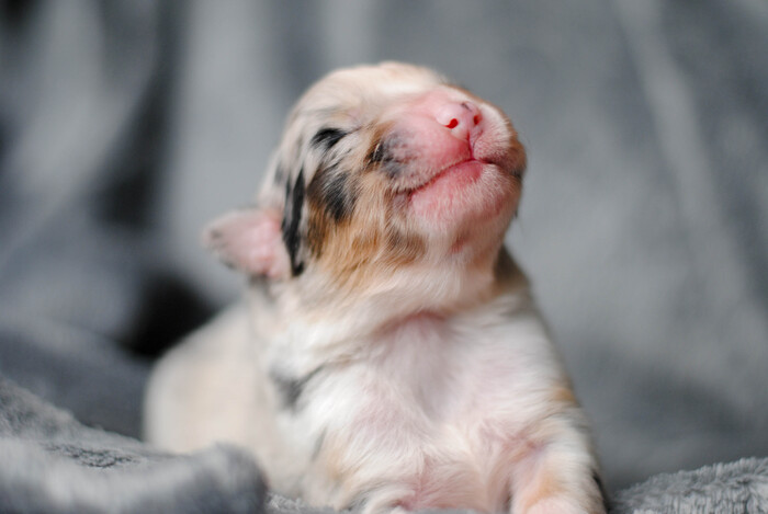       - Adepta Sororitas Saint Celestina (7 ).