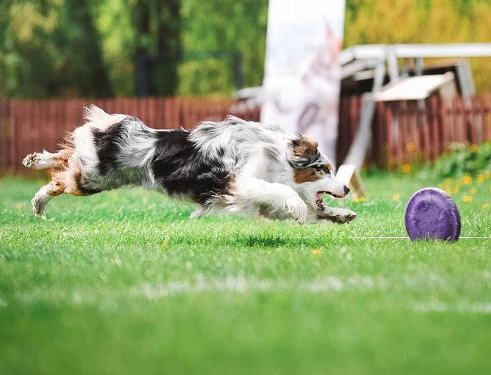     - Siberian Miracle Nisa Charm.     .