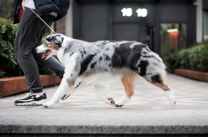 Siberian Miracle Nisa Charm.   .