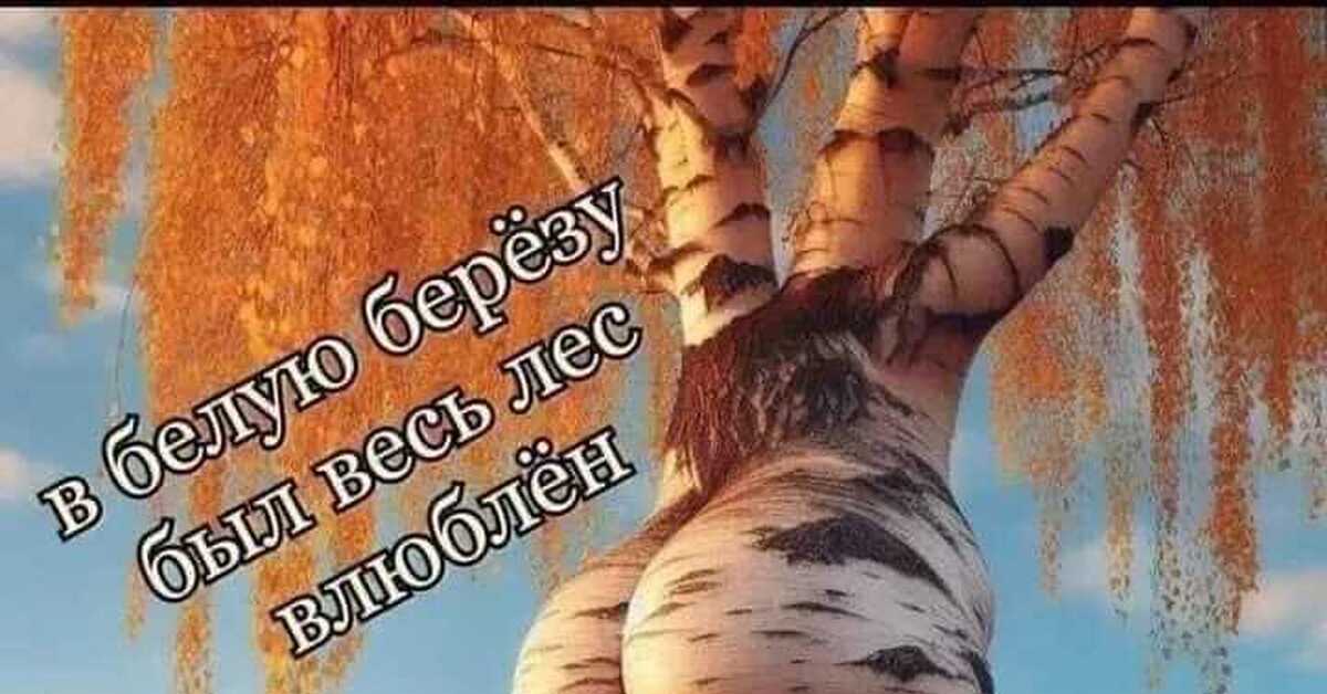 Берёза | Пикабу