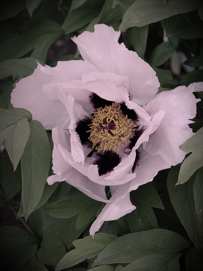 Скромник в листве...