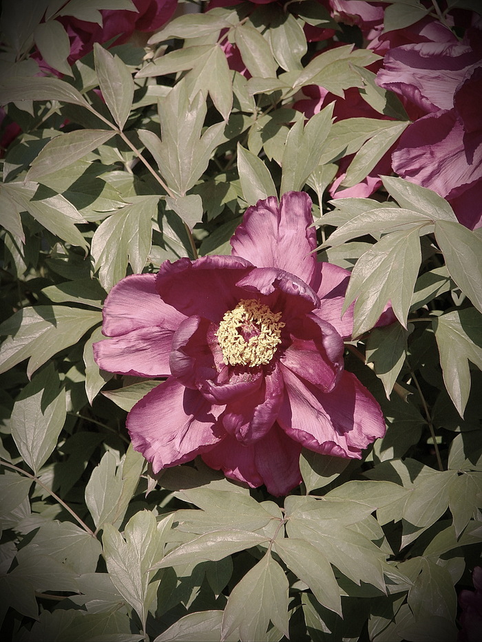 Древовидные пионы в этом году особенно шикарны!