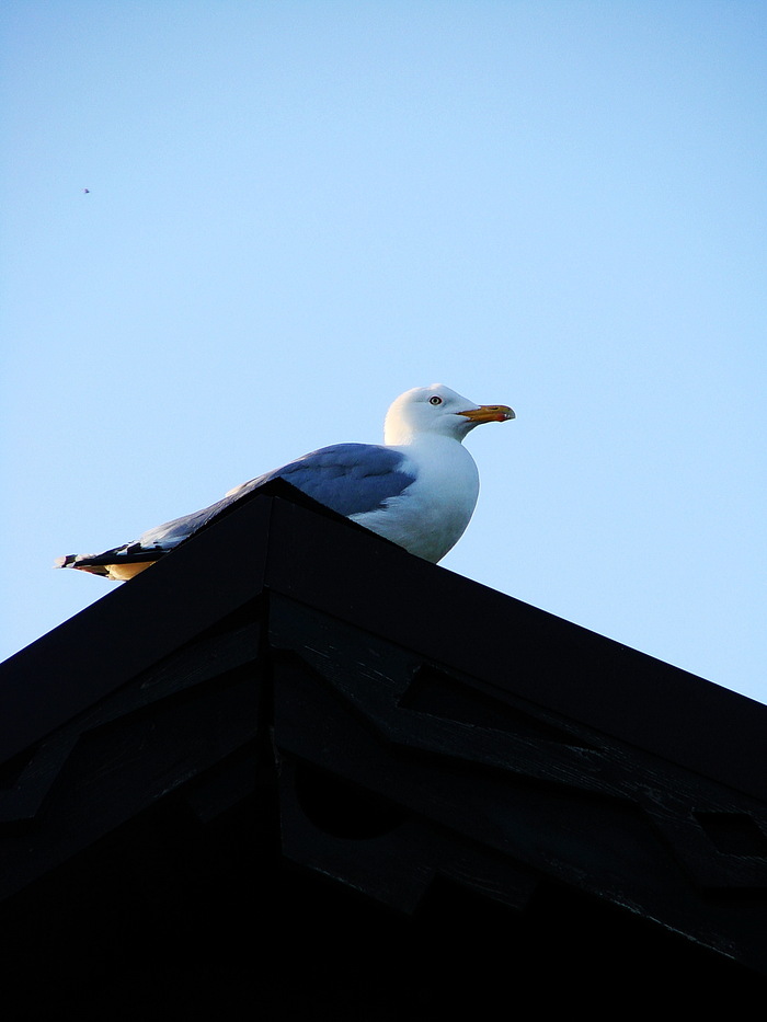 В последние годы наши окраины активно застраиваются человейниками, а под это дело вырубаются рощицы в которых гнездились чайки. Поэтому теперь они живут на крышах города и пугают жителей диким хохотом и криками!