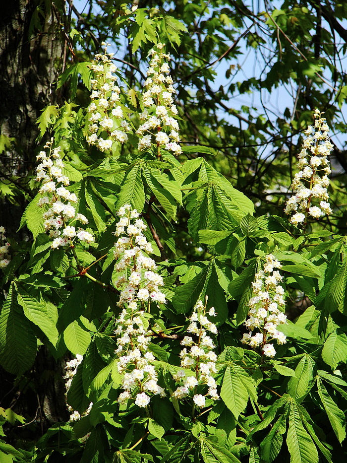 Каштан с историей...