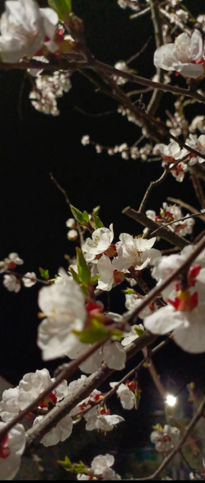 Веточка вишни