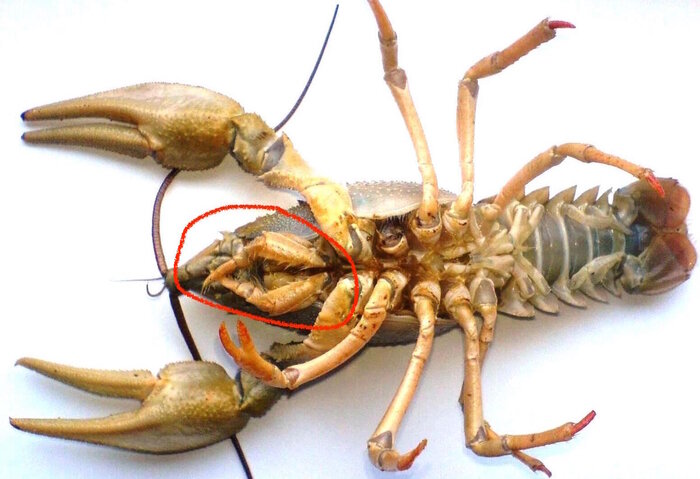 �����������, ��� ������������ ������������ ���� �� ������ "�����������"