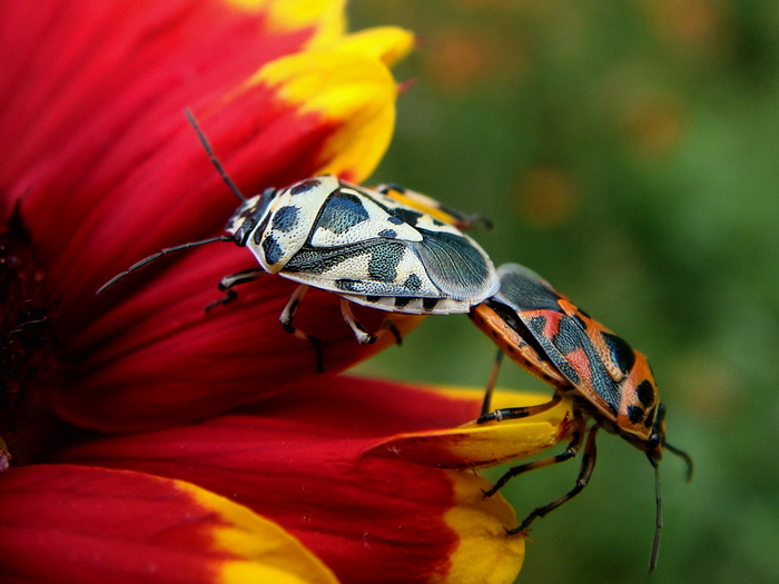 Среди солдатиков встречаются особи с нарушениями окраски.