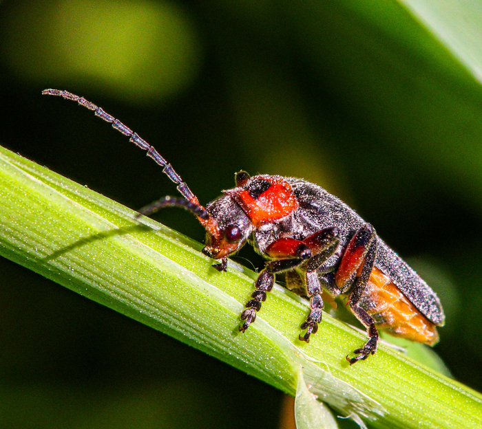 Вообще раньше в полицейских протоколах пожарниками называли ложных жертв пожара. То есть тех, кто обманул по поводу того, что они погорельцы. Но сейчас слово прижилось иначе.