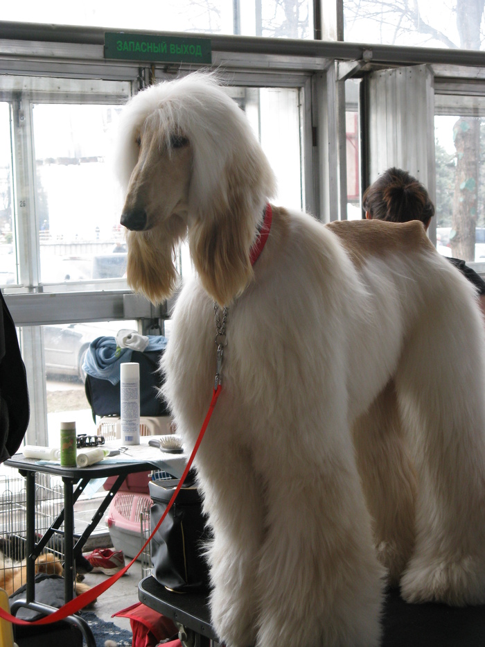 ���� ���������� ���