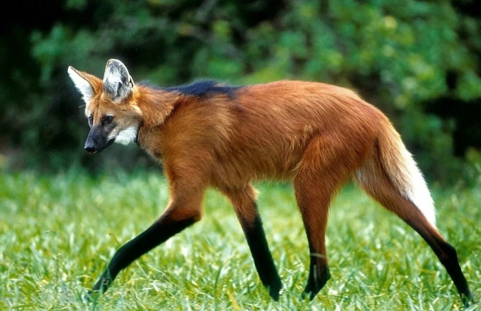 Гривистый волк