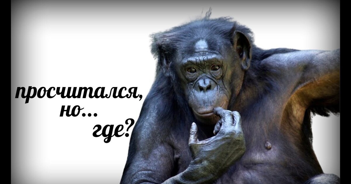 Обезьяна с ноутбуком гиф