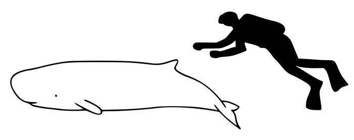 Сравнение карликового кашалота с человеком.