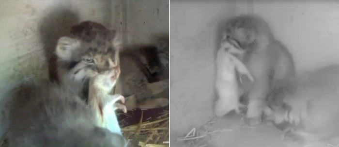 Малышам 45 дней