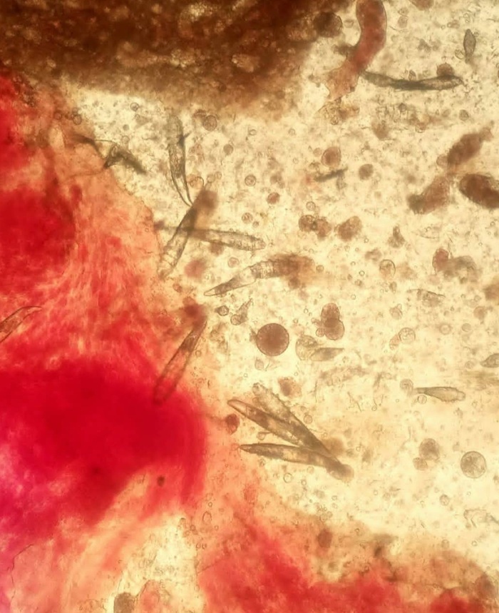    Demodex canis        ( )