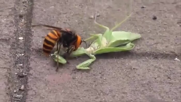 ������� ����� �� ��������