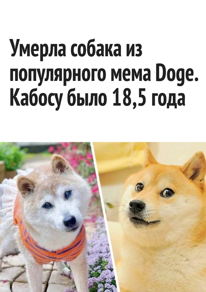 Press F , , , Doge, Dogecoin, Press F to pay respects,  ,   , 