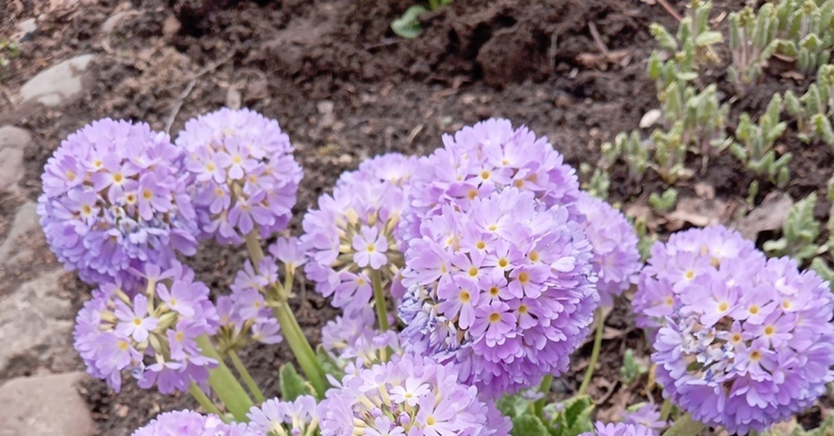 Примула мелкозубчатая | Пикабу