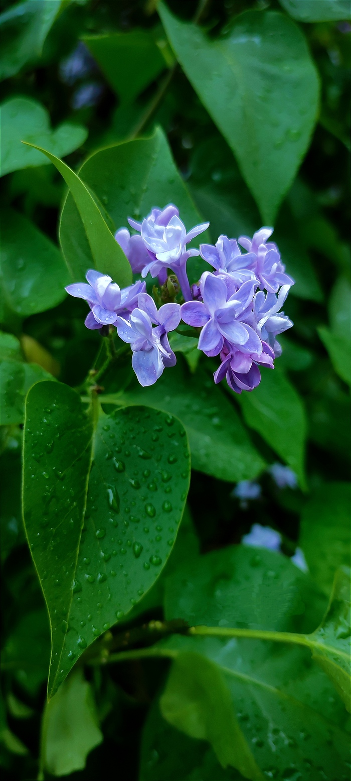 После дождя