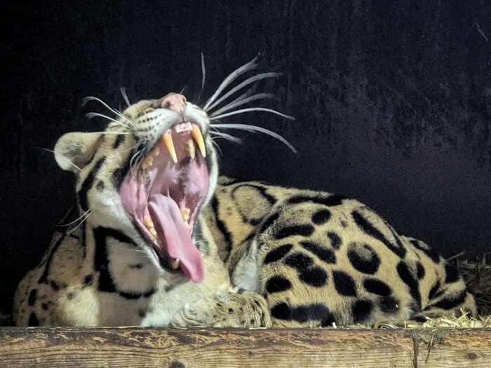 Мясоприёмник готов