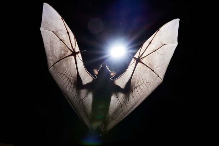 Rousettus aegyptiacus.