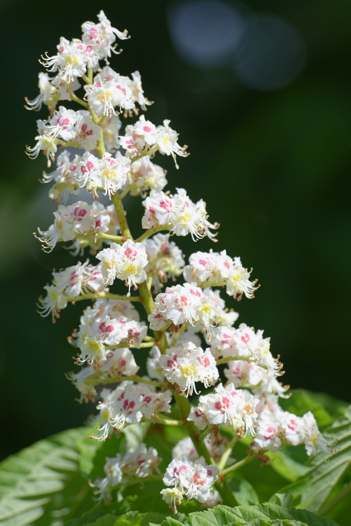 Всем каштан!