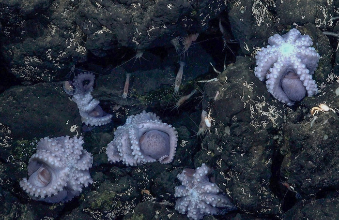 Коты спустя пять секунд после того, как обнаружили теплое место.