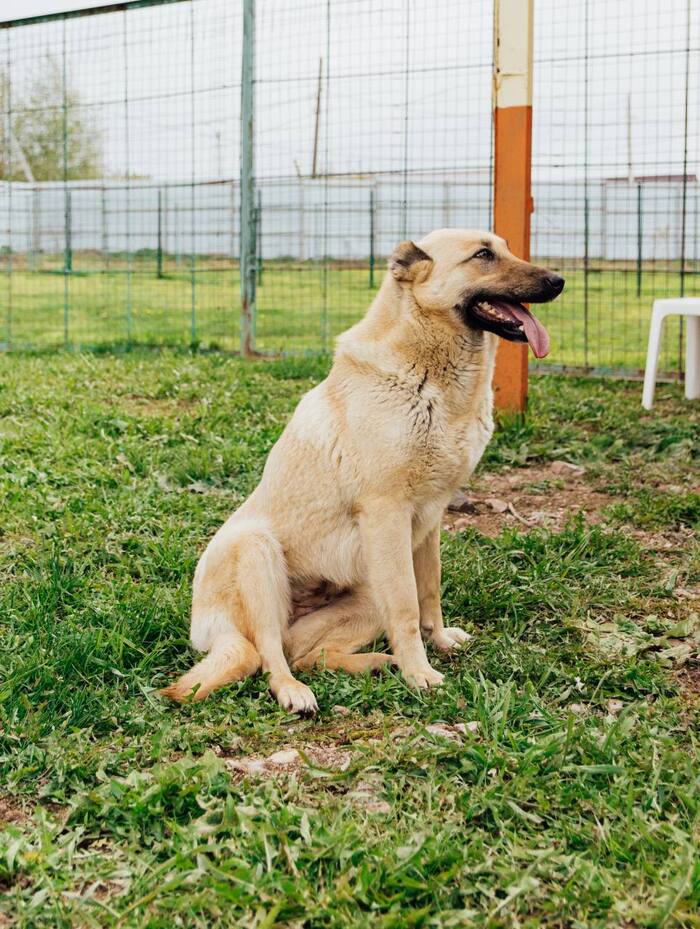 Báječná Lada hledá domov a milující páníčky! Do dobrých rukou, Zvířata bez domova, Nehodnoceno, Pes, Dlouhý sloupek